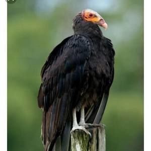 Meet your Posher, Rafa